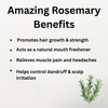 Herbal Oil 30ml - Rosemary