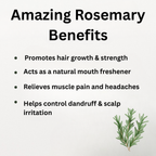 Herbal Oil 30ml - Rosemary